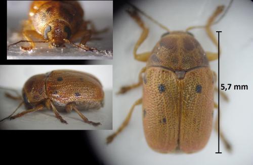 Cryptocephalus octomaculatus